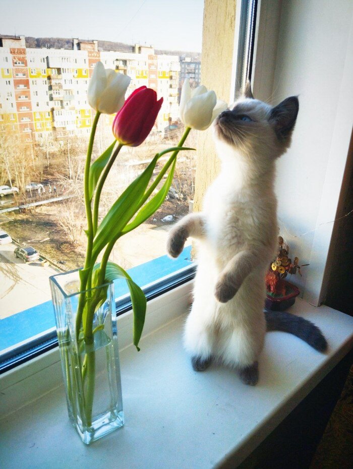 Котик подруги