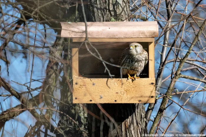 Завёл нелегальную птицеферму в лесу. Что по деньгам Животные, В мире животных, Редкий вид, Дикая природа, Природа России, Птицы, Хищные птицы, Сова, Сокол, Видео, Короткие видео, Длиннопост Завёл нелегальную птицеферму в лесу. Что по деньгам Животные, В мире животных, Редкий вид, Дикая природа, Природа России, Птицы, Хищные птицы, Сова, Сокол, Видео, Короткие видео, Длиннопост