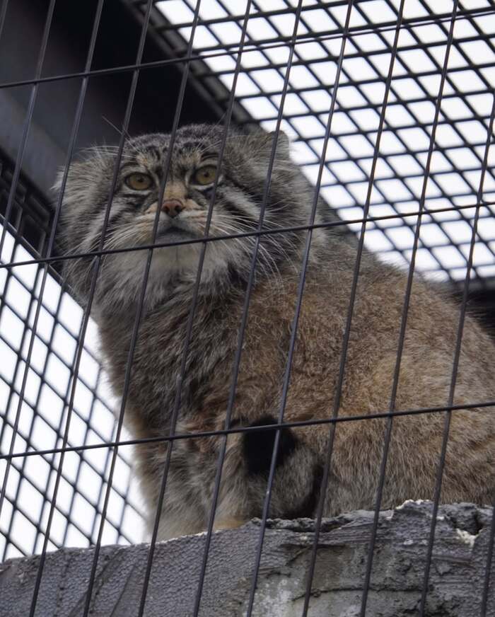 Фото взято из аккаунта <a href="https://pikabu.ru/story/manuloimeninniki_12631467?u=https%3A%2F%2Fwww.instagram.com%2Fp%2FDILMeiEScYs%2F%3Fimg_index%3D3%26igsh%3DMXJzMHM2bzJldGY2dQ%3D%3D&t=numaruneco%20inst&h=2e48591984c8e3eee74757521cf44134240ceccf" title="https://www.instagram.com/p/DILMeiEScYs/?img_index=3&igsh=MXJzMHM2bzJldGY2dQ==" target="_blank" rel="nofollow noopener">numaruneco inst</a>