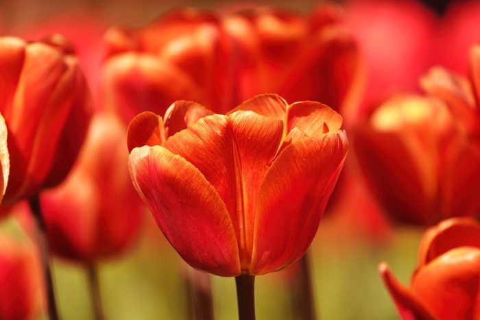 Тюльпановые поля Голландии