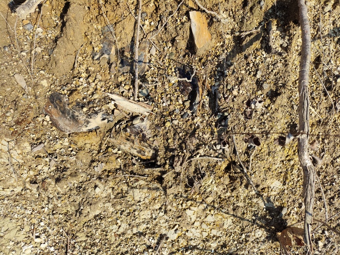 Фрагменты окаменевшего дерева.