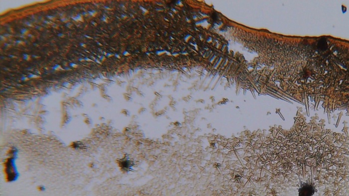 Крест, крест, гроб, кладбище