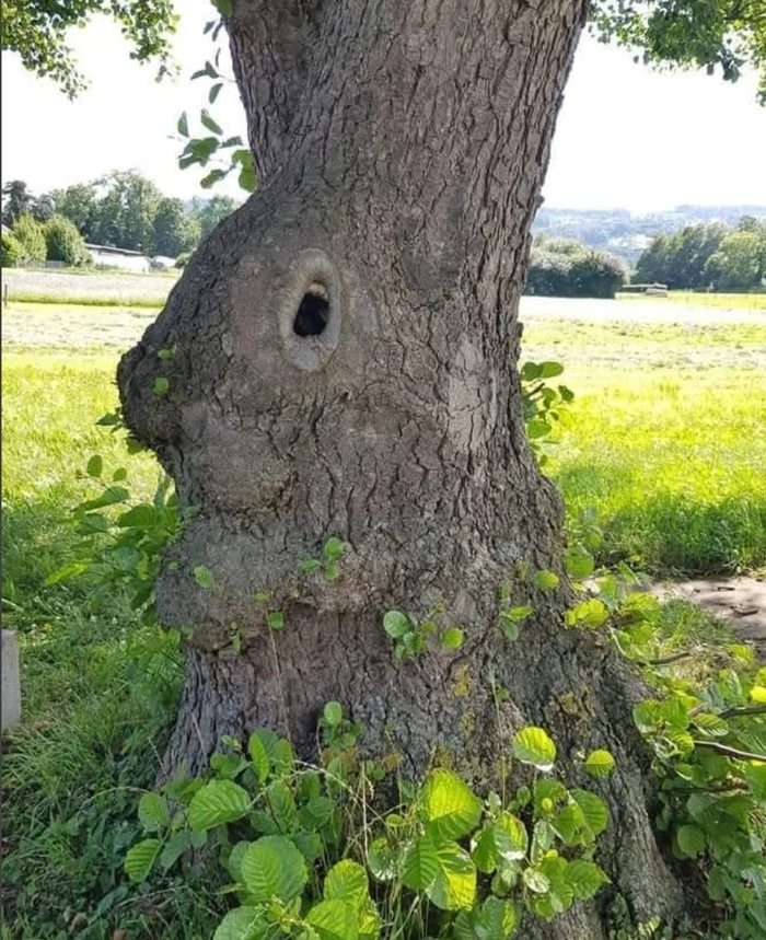 Какое милое дерево