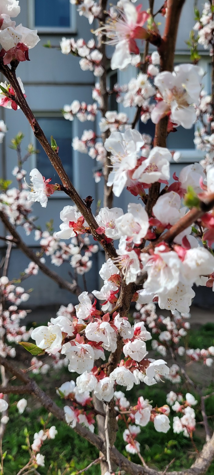 � ��������