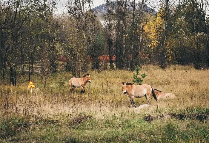 Оранжевые лошадки Чернобыльской зоны отчуждения. Откуда там взялись тахи? Лошади, Чернобыль, Чернобыль: Зона отчуждения, Лошадь Пржевальского, Животные, Дикие животные, Яндекс Дзен, Яндекс Дзен (ссылка), Длиннопост