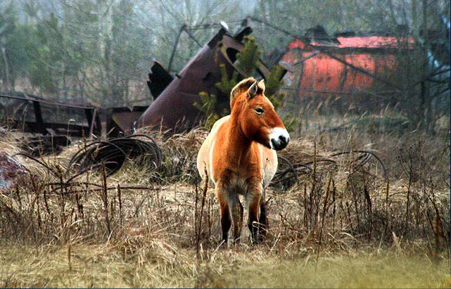 Оранжевые лошадки Чернобыльской зоны отчуждения. Откуда там взялись тахи? Лошади, Чернобыль, Чернобыль: Зона отчуждения, Лошадь Пржевальского, Животные, Дикие животные, Яндекс Дзен, Яндекс Дзен (ссылка), Длиннопост