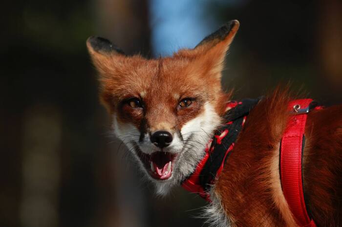 ����� ������������ ������