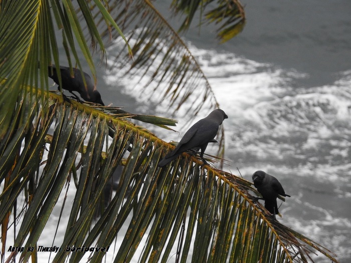 Вороны острова Барберин (Barberyn Island), Берувела, Шри Ланка 2025