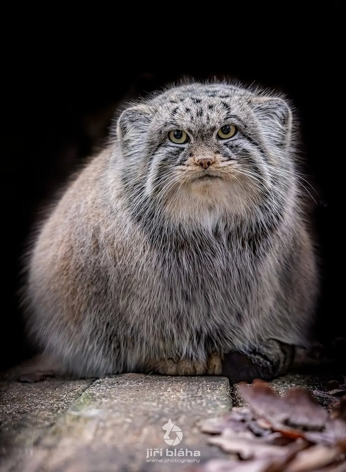 Автор фото <a href="https://pikabu.ru/story/vosem_imeninnikov_12638751?u=https%3A%2F%2Fwww.facebook.com%2FJiri.Blaha.animal.photographer%2Fposts%2Fpfbid0K4E1zaPhkJw3S3LJnmjS7eU2vmDmVvcqm11B7oRi9WQhYwzXLD6xpNQwvM4KbySnl&t=Ji%26%23x159%3B%26%23xED%3B%20Bl%26%23xE1%3Bha%20fb&h=2af7a24d9b7c2f428d8c6384850d793d7778482e" title="https://www.facebook.com/Jiri.Blaha.animal.photographer/posts/pfbid0K4E1zaPhkJw3S3LJnmjS7eU2vmDmVvcq..." target="_blank" rel="nofollow noopener">Jiří Bláha fb</a>