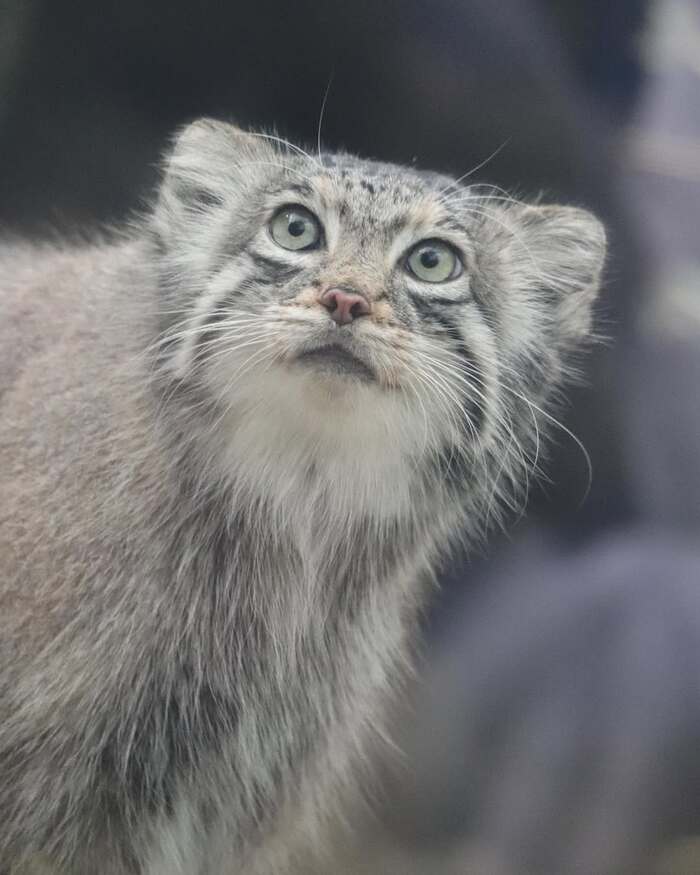 Автор фото <a href="https://pikabu.ru/story/vosem_imeninnikov_12638751?u=https%3A%2F%2Fwww.instagram.com%2Fp%2FDIsqsDzSNen%2F%3Figsh%3DMjdsajdlZGJ2em9u&t=okino_nekochan%20inst&h=88808b6d97f589460b09cb312d39eb7d37c186f4" title="https://www.instagram.com/p/DIsqsDzSNen/?igsh=MjdsajdlZGJ2em9u" target="_blank" rel="nofollow noopener">okino_nekochan inst</a>