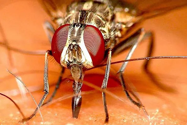 Осенняя жигалка за работой...