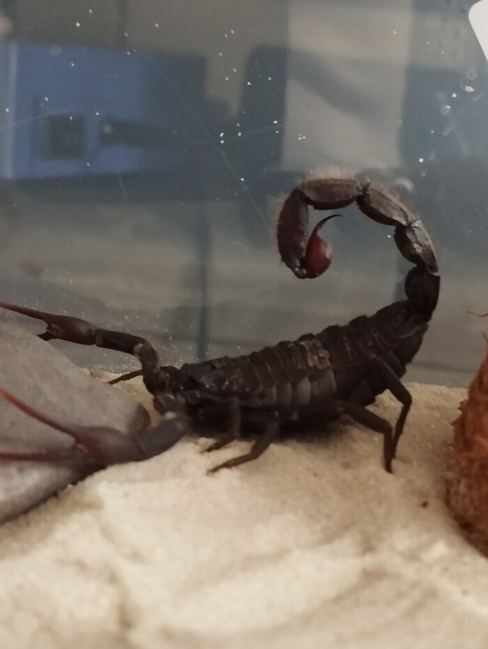 Самочке атакуе