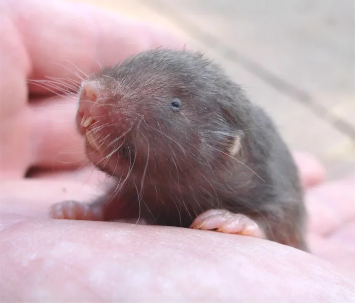 Слепыш: В 10 раз разрушительнее крота. Если он пришёл на участок — огород будет уничтожен Слепыш, Под землей, Животные, Дикие животные, Яндекс Дзен, Яндекс Дзен (ссылка), Длиннопост Слепыш: В 10 раз разрушительнее крота. Если он пришёл на участок — огород будет уничтожен Слепыш, Под землей, Животные, Дикие животные, Яндекс Дзен, Яндекс Дзен (ссылка), Длиннопост