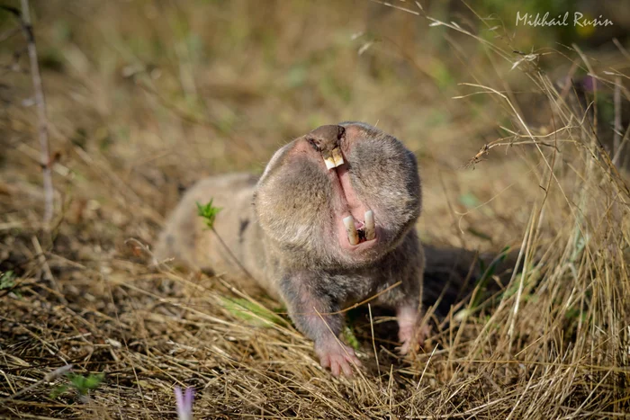 Слепыш: В 10 раз разрушительнее крота. Если он пришёл на участок — огород будет уничтожен Слепыш, Под землей, Животные, Дикие животные, Яндекс Дзен, Яндекс Дзен (ссылка), Длиннопост Слепыш: В 10 раз разрушительнее крота. Если он пришёл на участок — огород будет уничтожен Слепыш, Под землей, Животные, Дикие животные, Яндекс Дзен, Яндекс Дзен (ссылка), Длиннопост