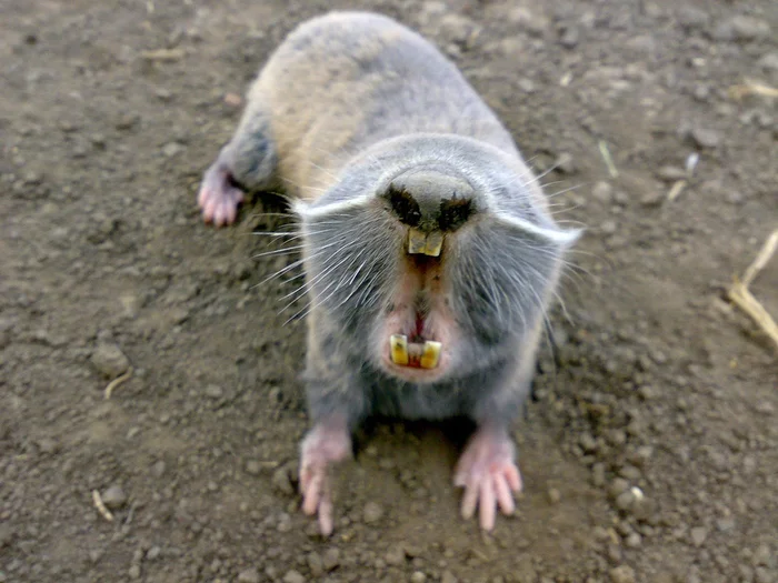 Слепыш: В 10 раз разрушительнее крота. Если он пришёл на участок — огород будет уничтожен Слепыш, Под землей, Животные, Дикие животные, Яндекс Дзен, Яндекс Дзен (ссылка), Длиннопост Слепыш: В 10 раз разрушительнее крота. Если он пришёл на участок — огород будет уничтожен Слепыш, Под землей, Животные, Дикие животные, Яндекс Дзен, Яндекс Дзен (ссылка), Длиннопост