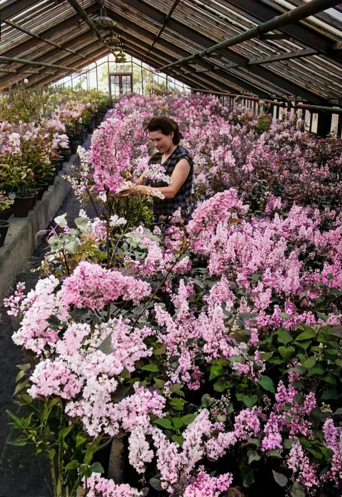 Жизнь Советской Москвы в 60-е годы. 20 раскрашенных фотографий. Часть 4 20 век, Историческое фото, Старое фото, Фотография, Москва, Столица, 60-е, История города, Колоризация, Длиннопост