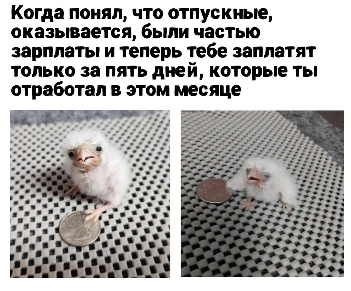  ...   , , , Telegram ()
