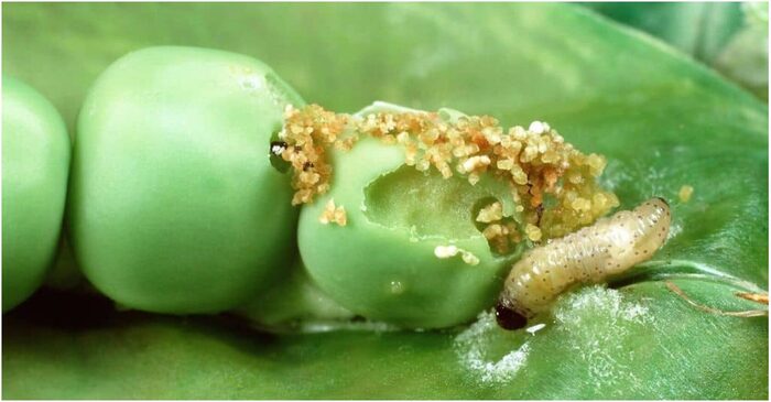 Гороховая плодожорка - опасный вредитель посевов гороха. Фото <!--noindex--><a href="https://pikabu.ru/story/ovoshchi_zelenyiy_goroshek_12662703?u=http%3A%2F%2Fzifrik.ru&t=zifrik.ru&h=2eff3d0d640f2927d90430607c09163ce97d345d" title="http://zifrik.ru" target="_blank" rel="nofollow noopener">zifrik.ru</a><!--/noindex-->.