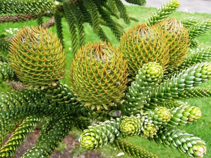 Молодые женские шишки араукарии Бидвилла. Фото с сайта <!--noindex--><a href="https://pikabu.ru/story/araukariya_bidvilla_12670712?u=http%3A%2F%2Fkartinki-i-risunki.ru&t=kartinki-i-risunki.ru&h=f9bb0552286965284c37c76e0404182ac9df9360" title="http://kartinki-i-risunki.ru" target="_blank" rel="nofollow noopener">kartinki-i-risunki.ru</a><!--/noindex-->.