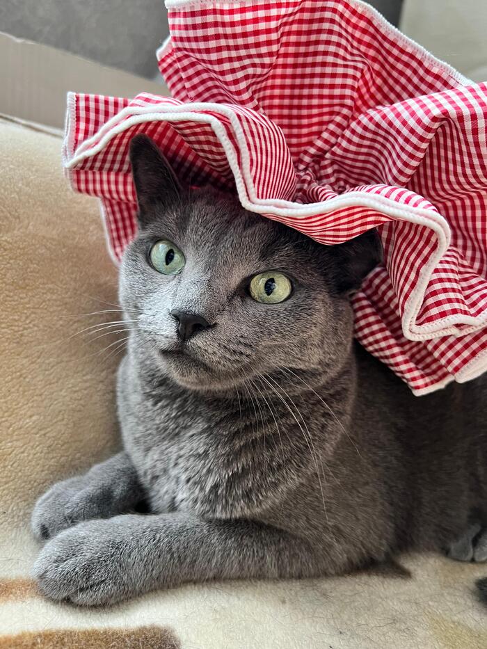 Девочке 3 года, милаха, приютили с улицы