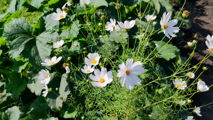 ������ (Cosmos)
