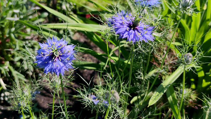 ������� (Nigella)