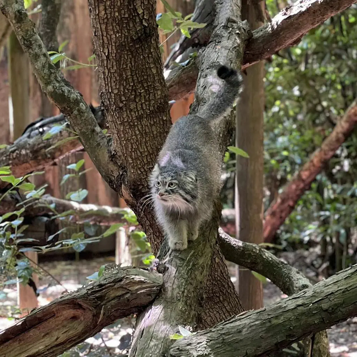 Авторы фото Виктория и Роман Пауловы, <a href="https://pikabu.ru/story/imeninnikov_post_12658577?u=https%3A%2F%2Fmanulization.ru%2Fmanuls%2Ffuggitivo.html&t=manulization.ru&h=45c64647b4a353910eabb6fc7ceb8be4eb650472" title="https://manulization.ru/manuls/fuggitivo.html" target="_blank" rel="nofollow noopener">manulization.ru</a>