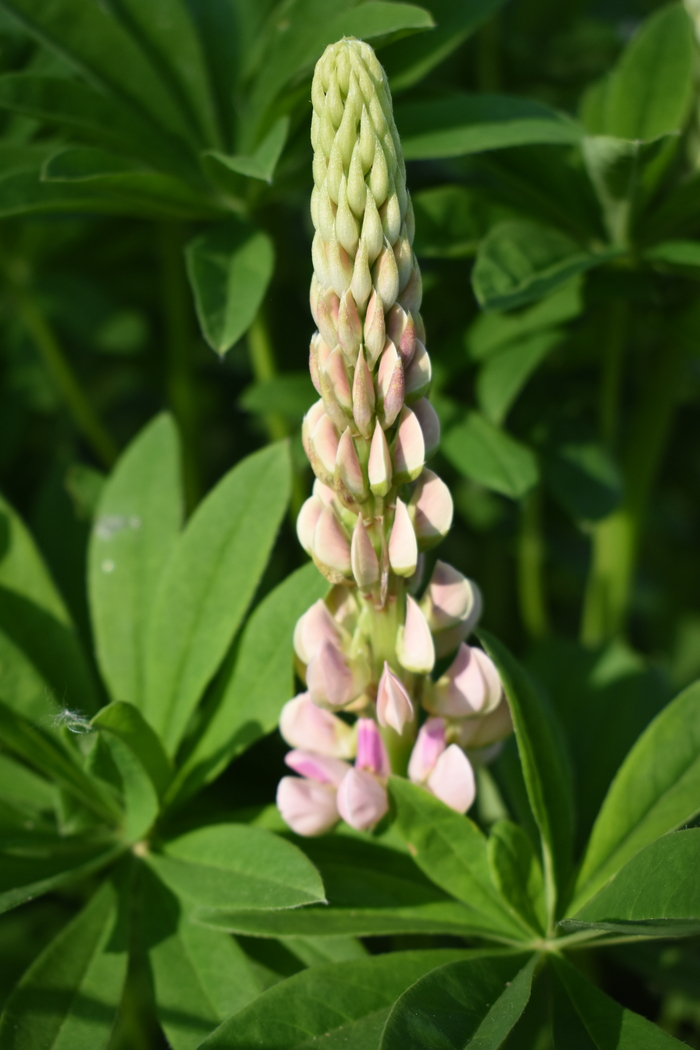 Люпин многолистный