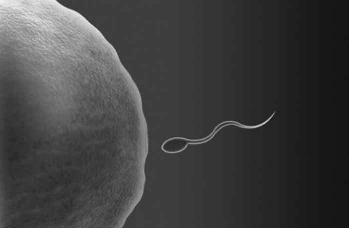 Сперма.(фото предоставлено: FLICKR)