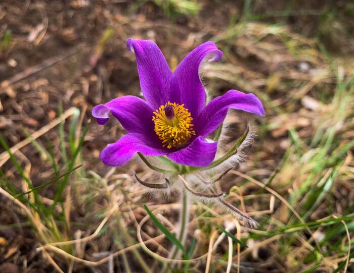 Сон-трава уже зацвела. А ты всё еще не пишешь мне.