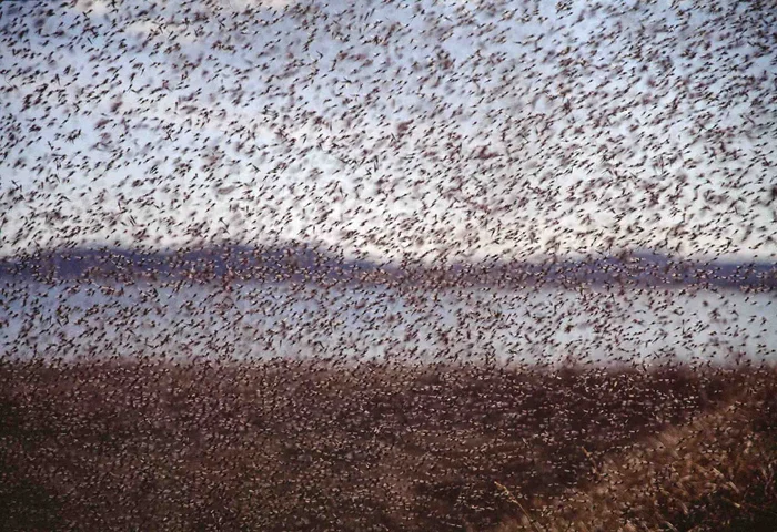 Место, где больше всего комаров и мошек. 10 фактов про Васюганские болота Земля, Планета Земля, Длиннопост