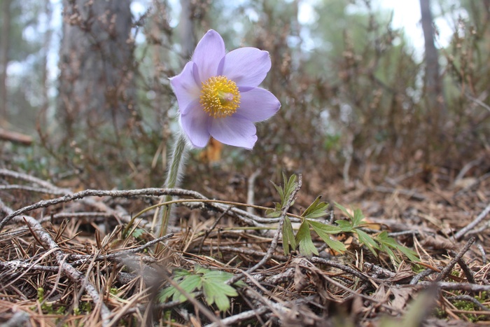 Гибрид прострела раскрытого и прострела весеннего.