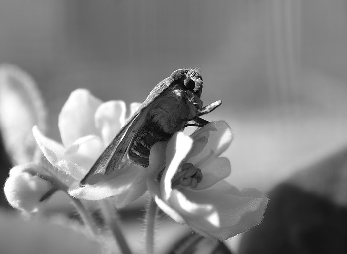 "  : " , , - , , ,   , Nikon,  , 