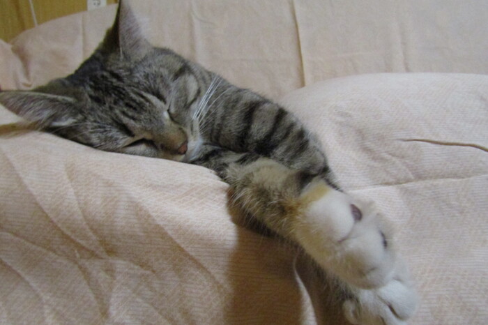 Мурка отдыхает после большой стирки