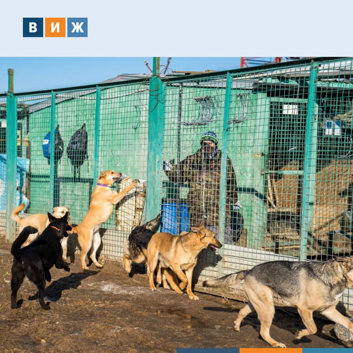 Руководители собачьего приюта в Астрахани получили от 4 до 9 лет колонии