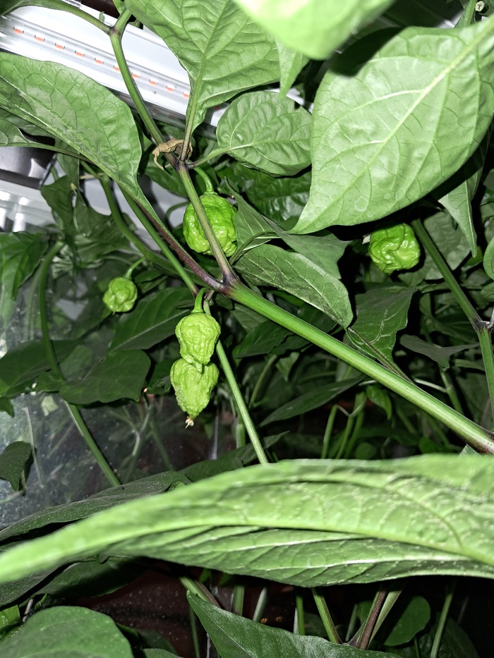 1-е октября. Другие перчики.