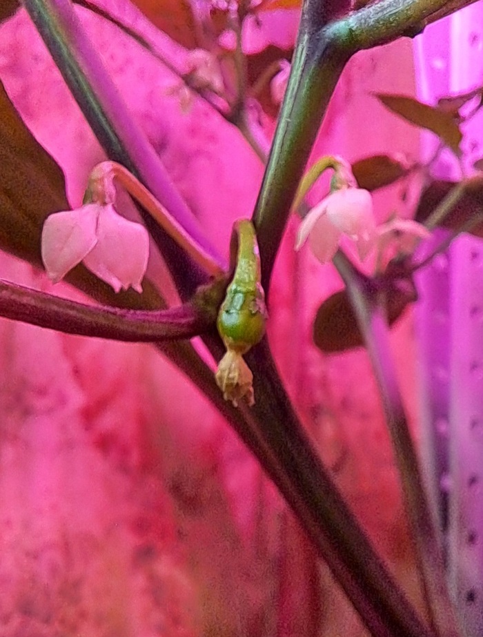 19-е августа. Первый перчик, дальше к нему будет особое внимание.