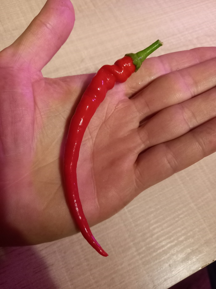 Как же вкусно пойти в огород и сорвать к ужину свежий (свой супер свежий) перчик. Очень сочный, вмеру острый и с ярко выраженым вкусом.