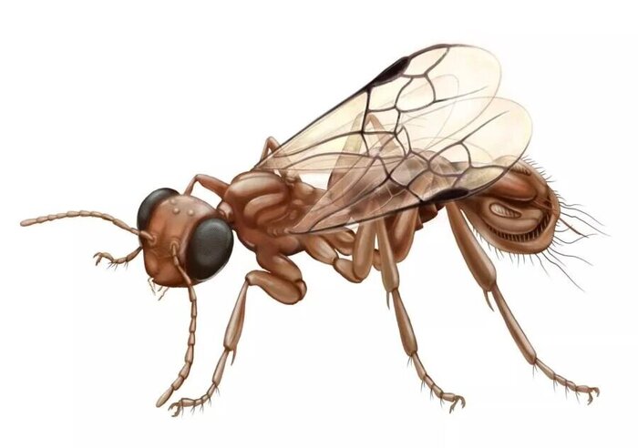   Sirenobethylus charybdis