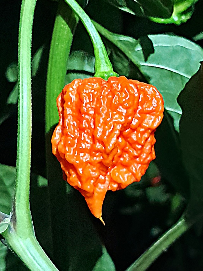 29-октября. Первый перчик полностью покраснел и стал похож на огромную неприятность.