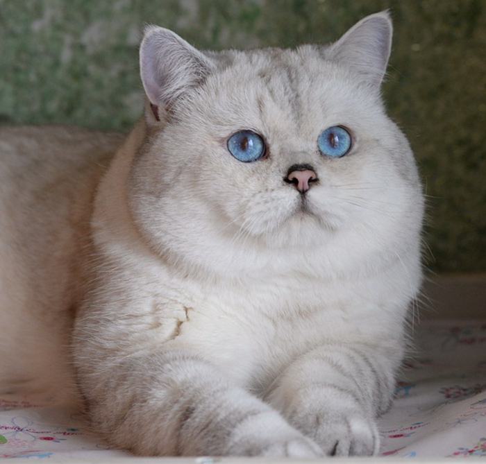 Теодоро - британский серебристый колор-пойнт