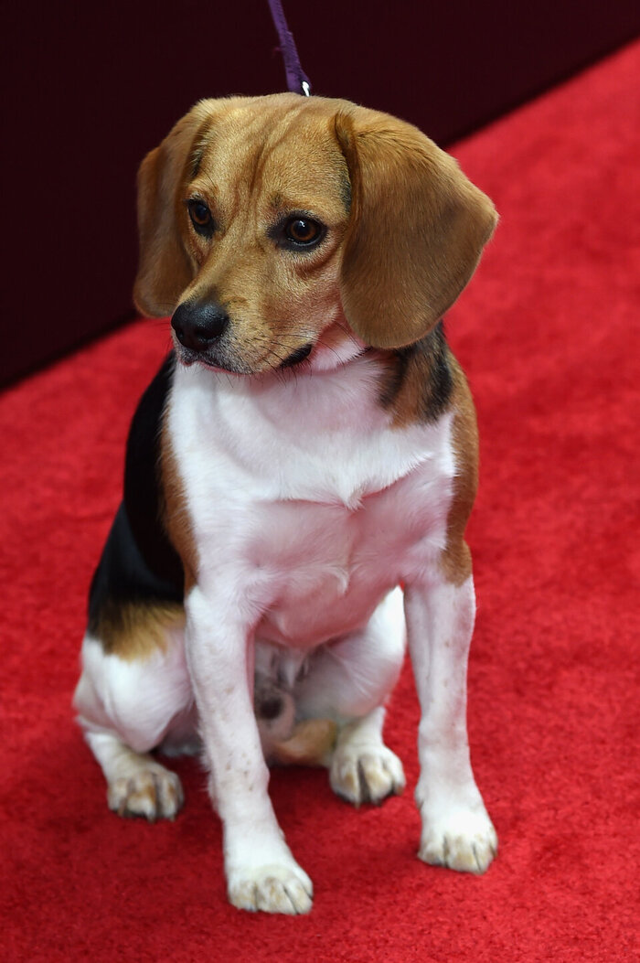 Ну так просто интересно. Джон Уик стал иконой для зоошизы?