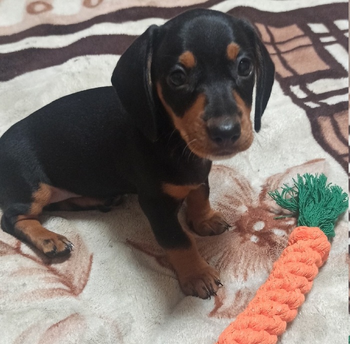 Карликовая такса - возраст месяц.