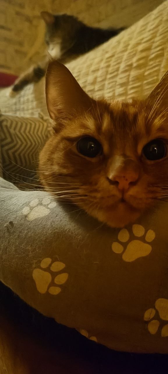     ,   , -, -, 