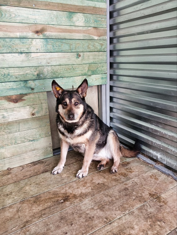 Собака по имени Груша