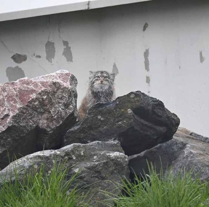 Мимяка-подозревака