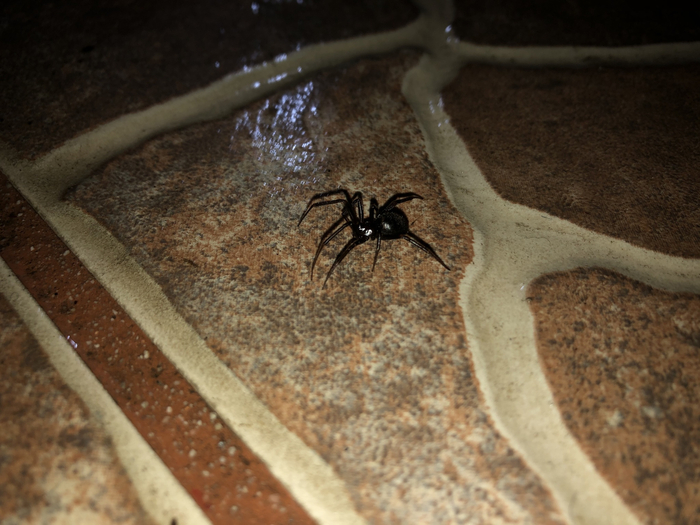 Даже по фону можно определить, где стеатода, а где — черная вдова. Первую почти всегда фотографируют возле человеческих построек.