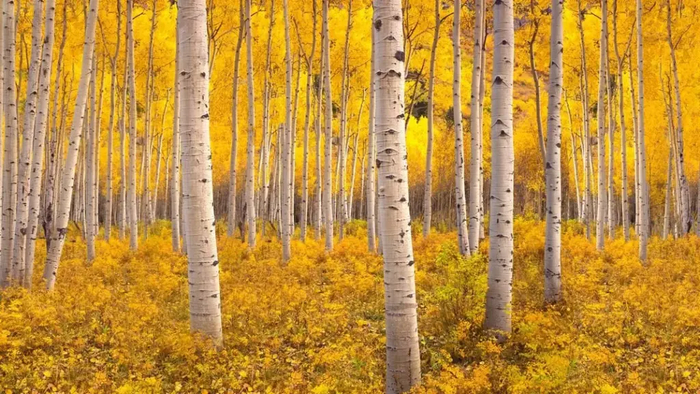 Тополя в роще Пандо действительно похожи друг на друга