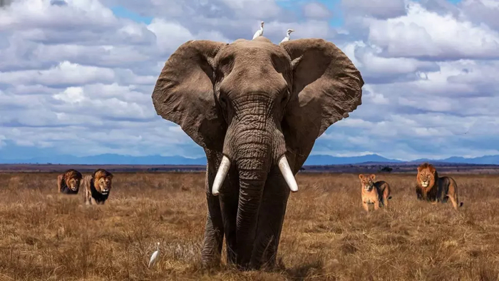 Африканский саванный слон