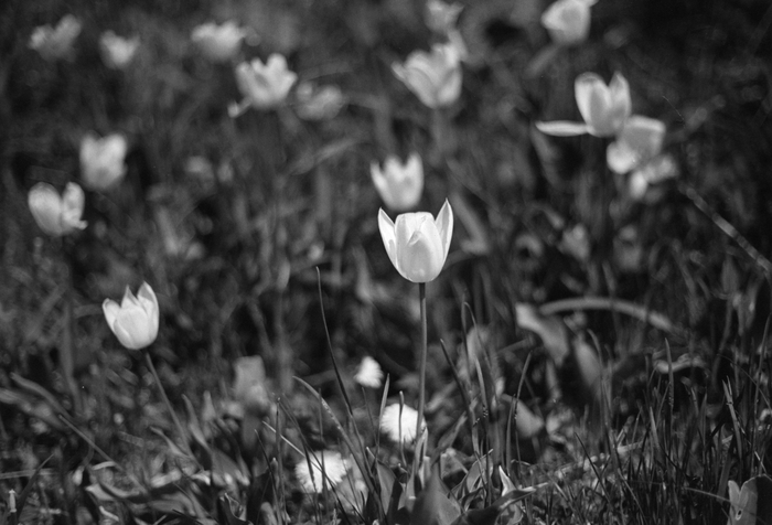 Тюльпаны